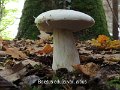 Boletus persoonii-amf370